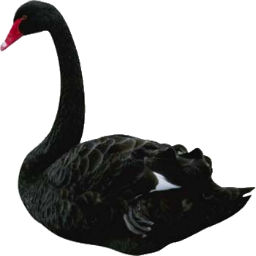 Black Swan Png - Swan, Transparent background PNG HD thumbnail