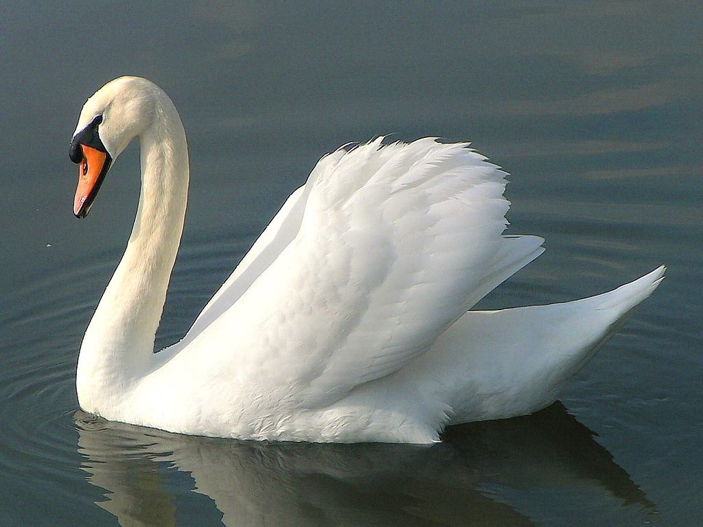 C8E2048.png - Swan, Transparent background PNG HD thumbnail