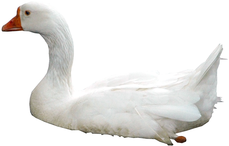 Swan Transparent PNG Image