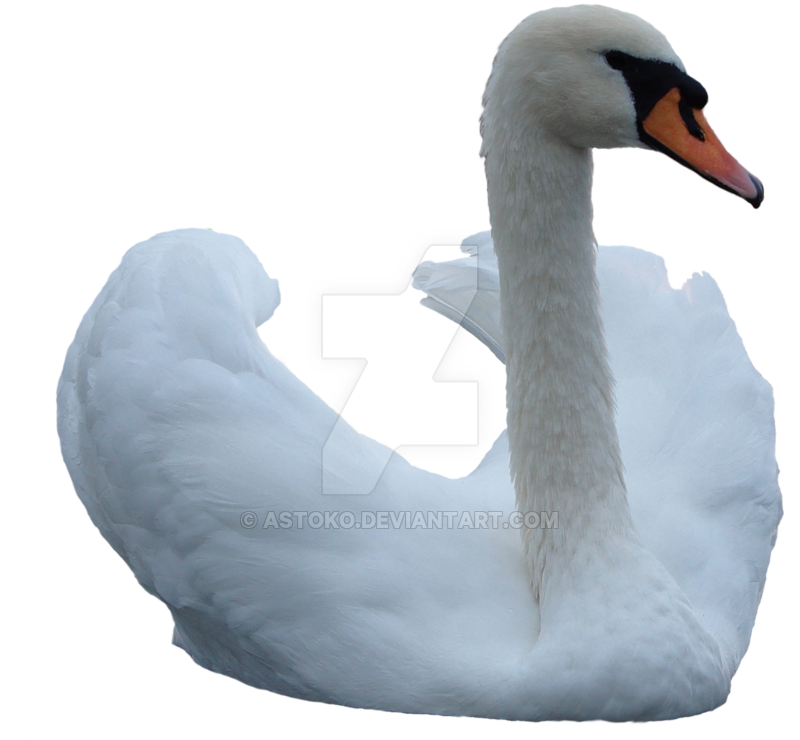 Swan 2 Png ~ Stock By Astoko By Astoko Hdpng.com  - Swan, Transparent background PNG HD thumbnail