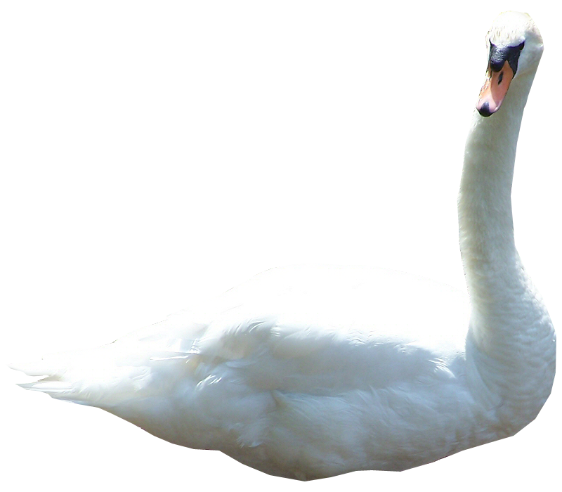 Swan Png Picture Png Image - Swan, Transparent background PNG HD thumbnail