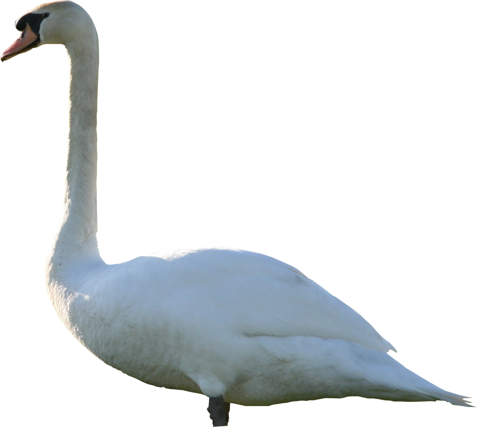 Swan Png Texture - Swan, Transparent background PNG HD thumbnail