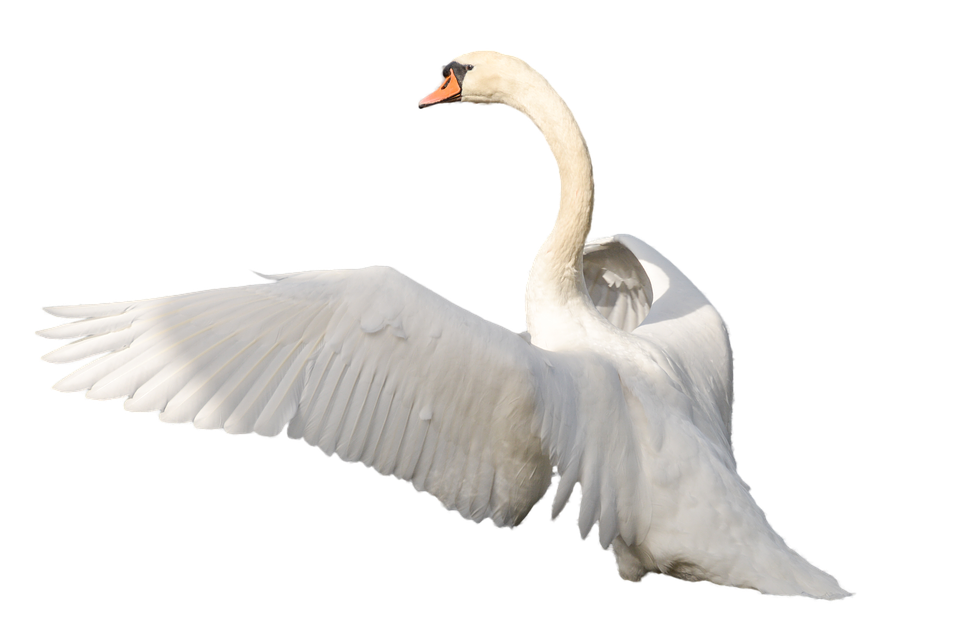 Swan PNG by IvaxXx