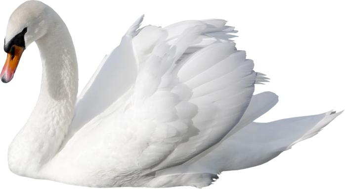 White Swan Png - Swan, Transparent background PNG HD thumbnail