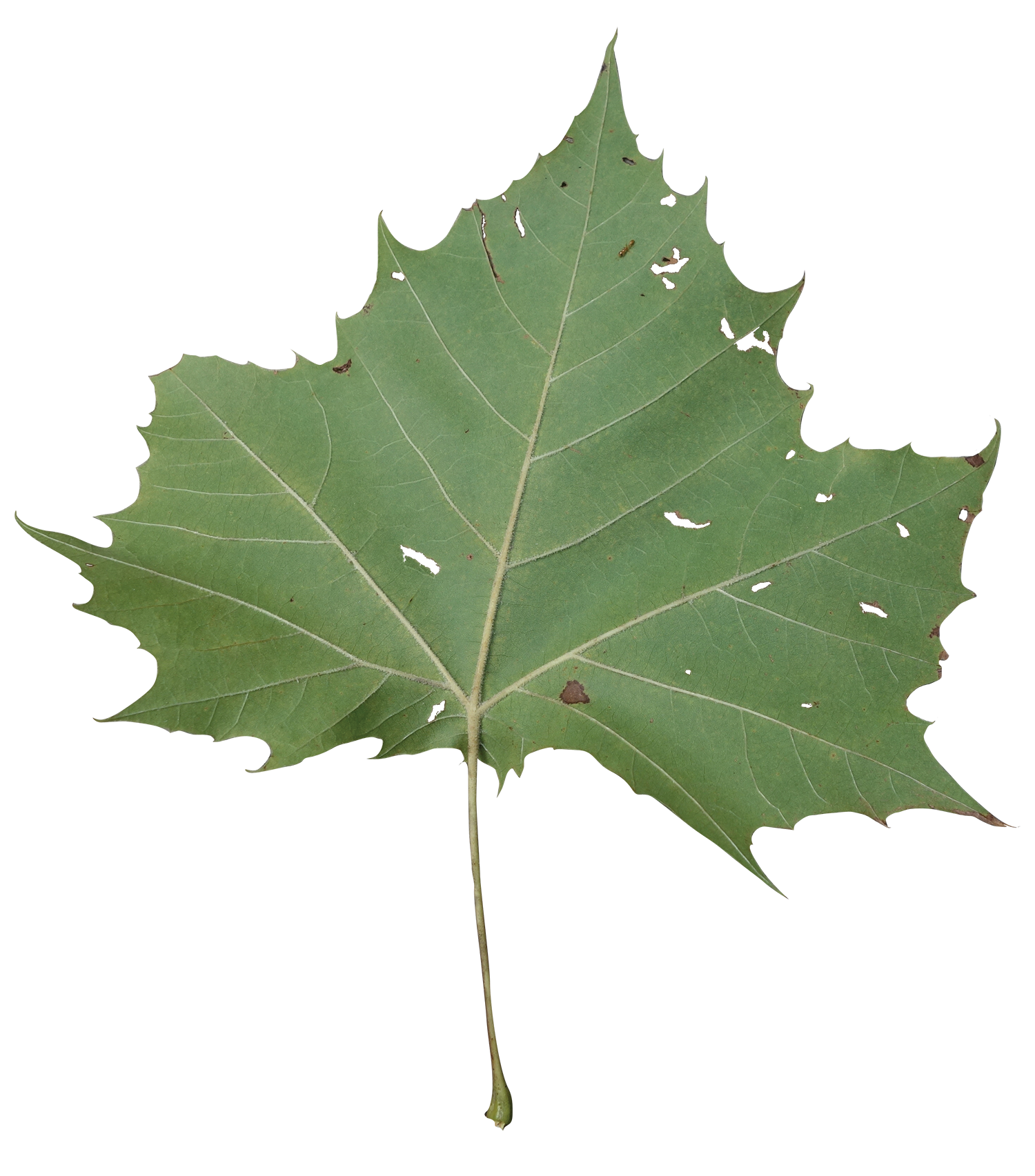 Sycamore Tree Leaf Png Hdpng.com 1500 - Sycamore Tree Leaf, Transparent background PNG HD thumbnail