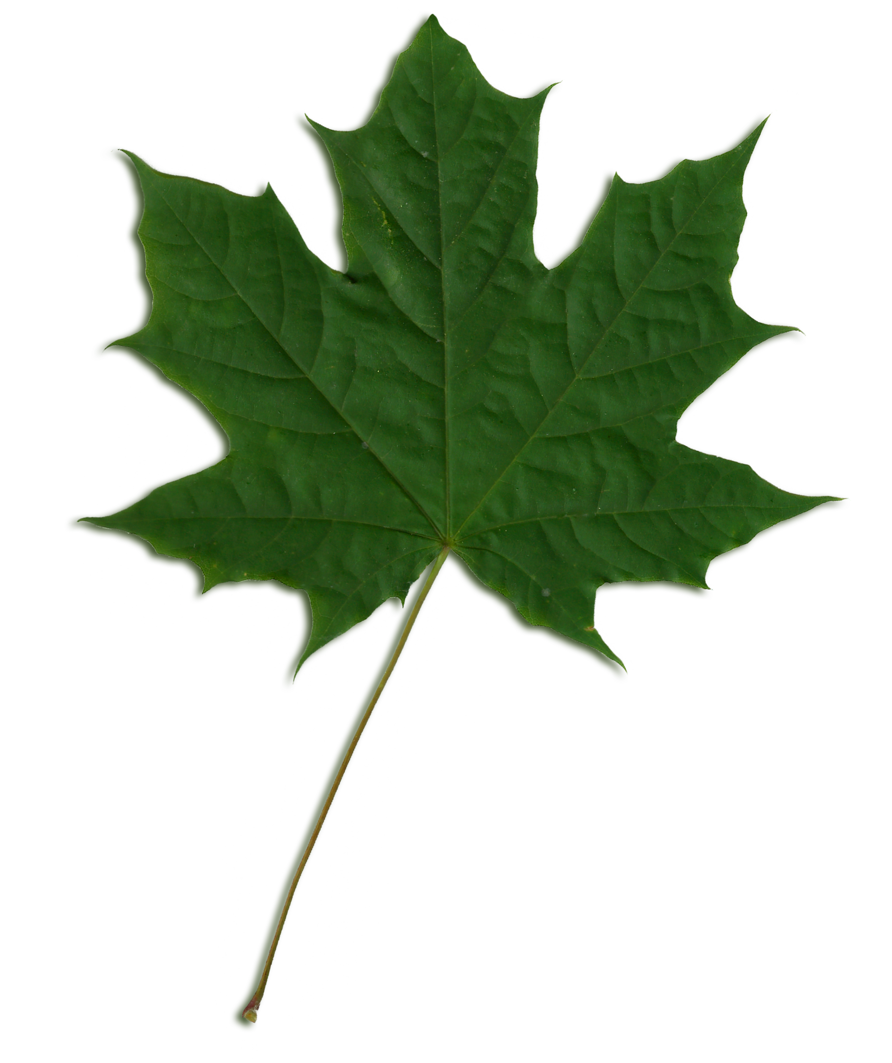 File:acer Scanned Leaf.png - Sycamore Tree Leaf, Transparent background PNG HD thumbnail