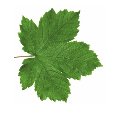 Original Sycamore Leaf. Zoom Zoom Image · Tree Label Fixings - Sycamore Tree Leaf, Transparent background PNG HD thumbnail