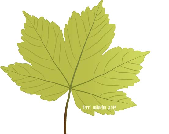 Pin Drawn Leaf Sycamore #6 - Sycamore Tree Leaf, Transparent background PNG HD thumbnail