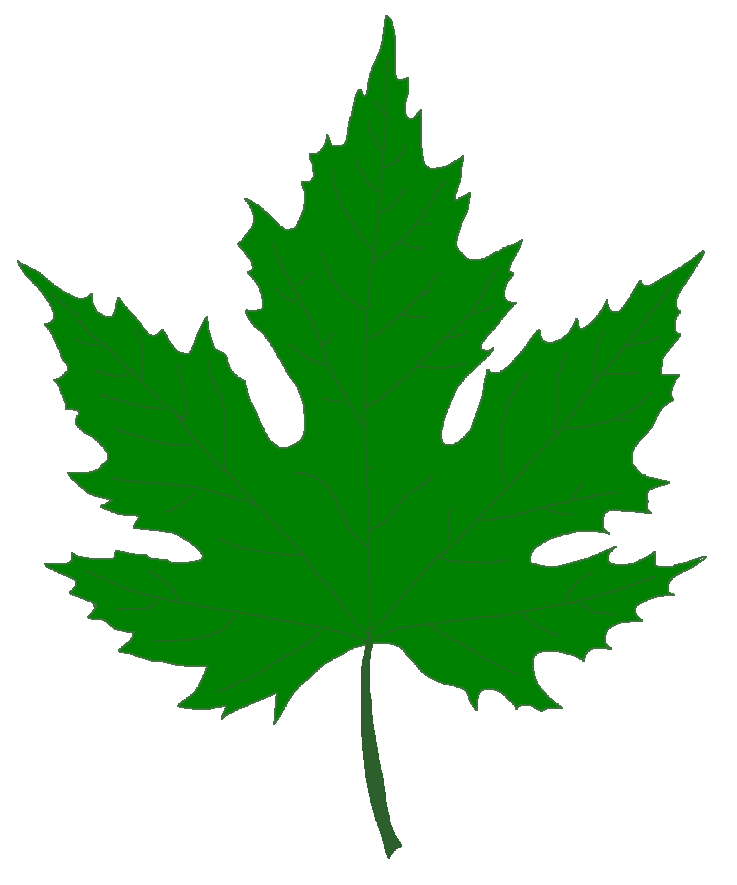 pin Drawn leaf sycamore #6