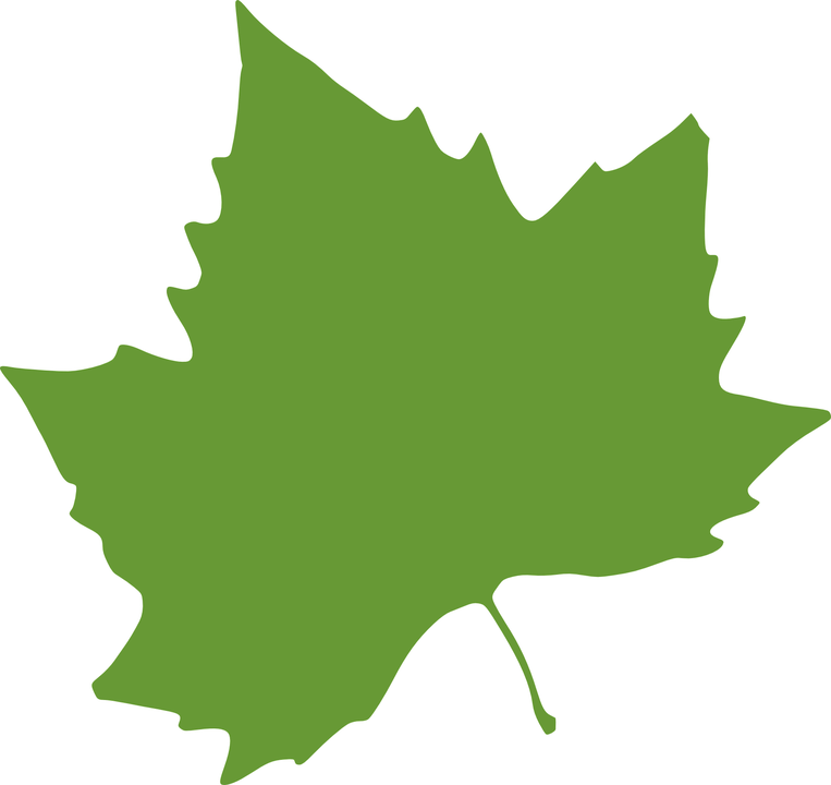 Pin Leaf Clipart Sycamore Tree #9 - Sycamore Tree Leaf, Transparent background PNG HD thumbnail