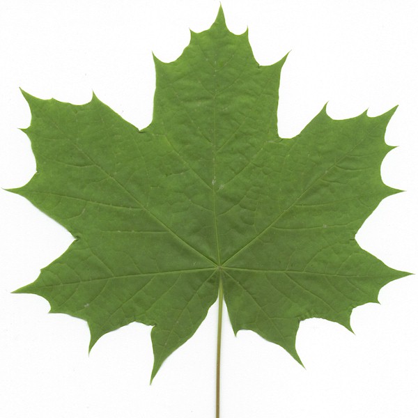 File:Acer scanned leaf.png