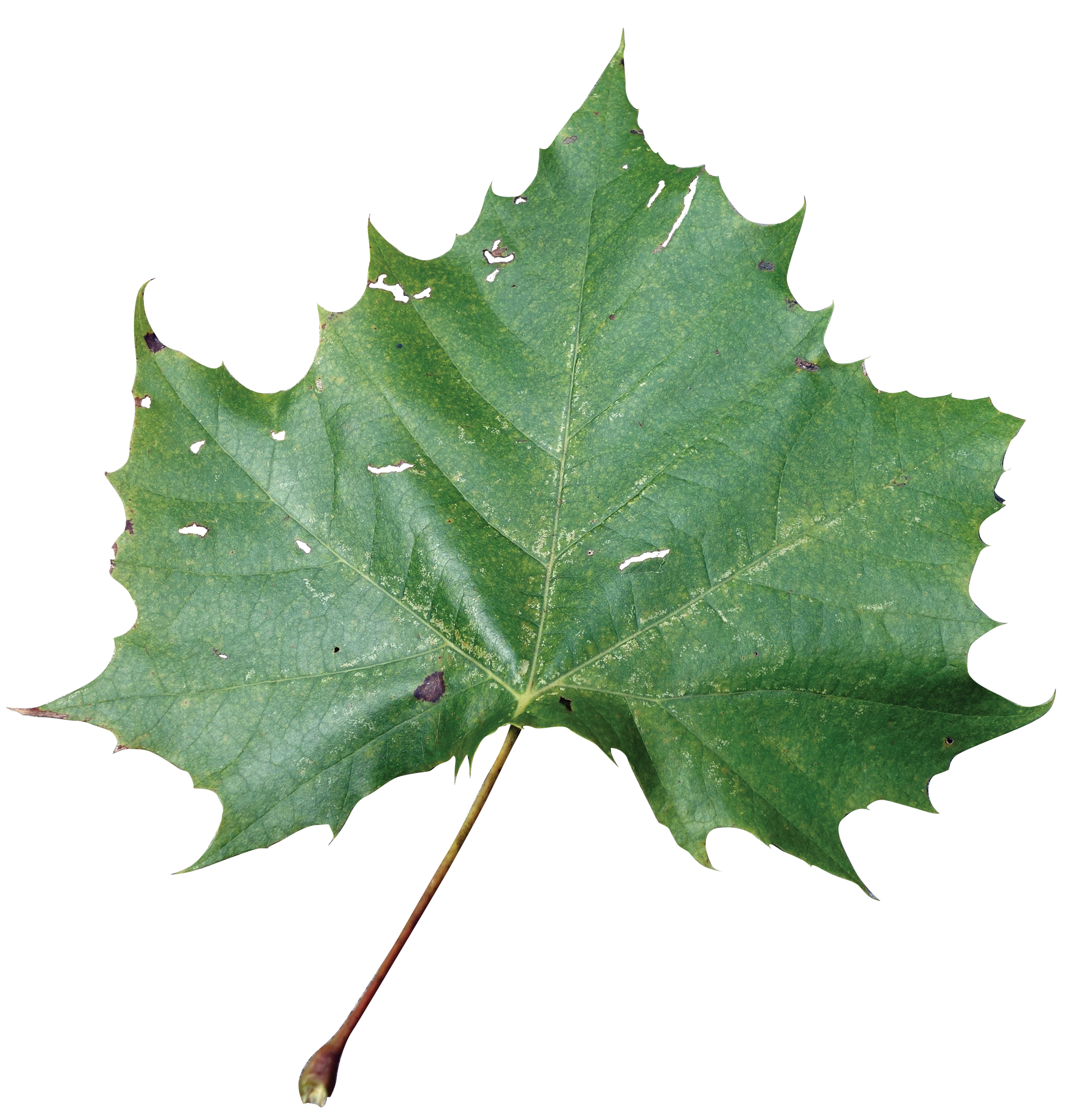 Simple - Sycamore Tree Leaf, Transparent background PNG HD thumbnail