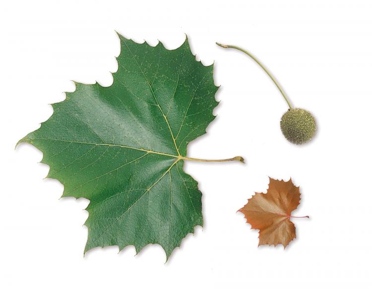 File:Acer scanned leaf.png