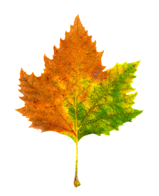 Sycamore Leaves - Sycamore Tree Leaf, Transparent background PNG HD thumbnail