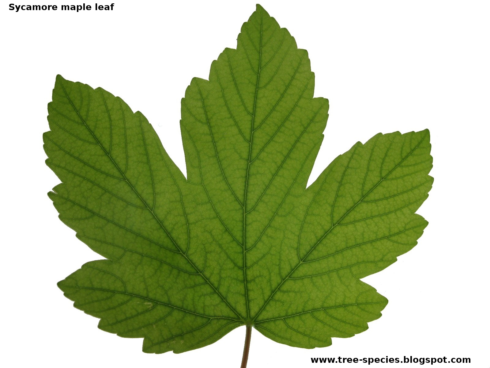 Original Sycamore Leaf. zoom 
