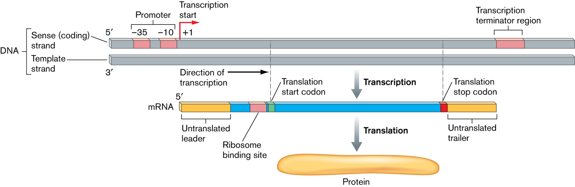 File:bacterial Protein Synthesis.png - Synthesis, Transparent background PNG HD thumbnail