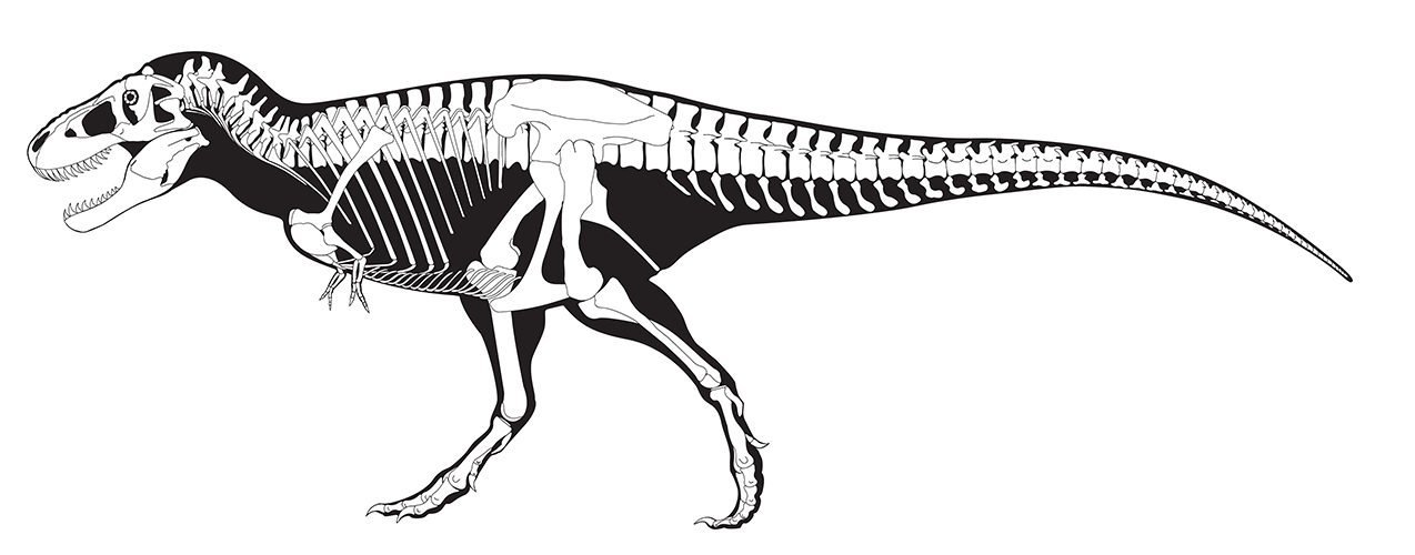 Black And White Drawing Of The Nationu0027S T. Rex, One Of The Largest And - T Rex Black And White, Transparent background PNG HD thumbnail