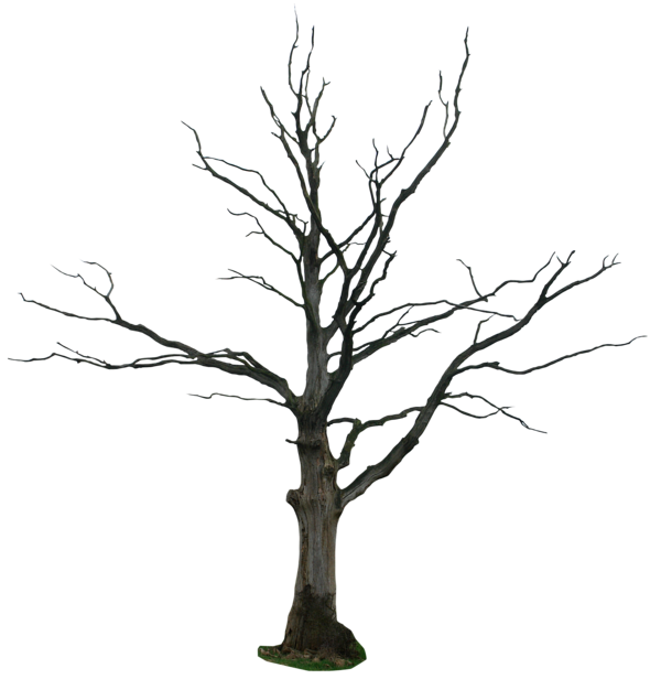Taking Care Of Plants PNG Black And White - Dead Tree Png