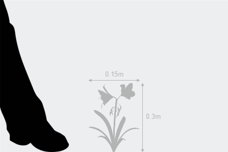 Taking Care Of Plants Png Black And White - Garden Care: Plant The Tallon Like Corms In Autumn Or Spring 8Cm Deep And A Similar Distance Apart With Their U0027Fingersu0027 Facing Downwards., Transparent background PNG HD thumbnail