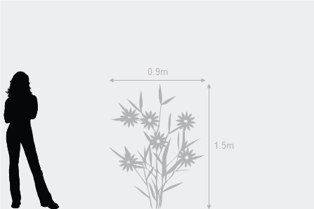 Garden Care: Resist The Temptation To Cut Back After The Plant Has Flowered, As It Takes On Beautiful Autumn Tints, Particularly In Cold Weather. - Taking Care Of Plants Black And White, Transparent background PNG HD thumbnail