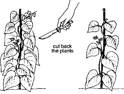 Taking Care Of Plants Png Black And White - If You See That The Plants Are Not Being Wet Or Washed By Dew Or Rain, Cut Them Back., Transparent background PNG HD thumbnail
