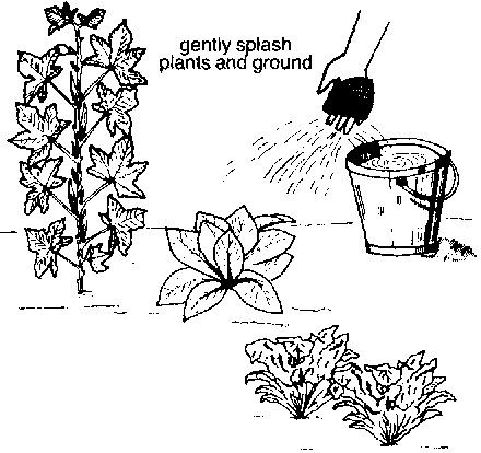 Taking Care Of Plants Png Black And White - Then, Dip Your Hand With The Cloth Into The Bucket Of Water And Gently Splash The Plants And The Ground., Transparent background PNG HD thumbnail