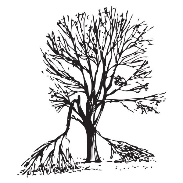 Taking Care Of Plants Png Black And White - Tree Recovery For Homeowners Assess The Damage And Act Accordingly, Transparent background PNG HD thumbnail