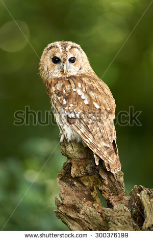 A Tawny Owl Sits On A Branch (Strix Aluco) - Tawny Owl, Transparent background PNG HD thumbnail