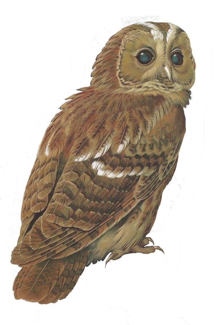 Mes Tubes Oiseaux   Page 5 - Tawny Owl, Transparent background PNG HD thumbnail