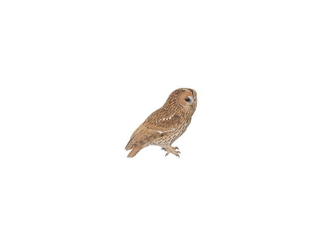 Tawny Owl - Tawny Owl, Transparent background PNG HD thumbnail