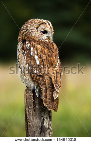 Tawny Owl On Fence Post Against A Dark Background Of Blurred Trees/tawny Owl / - Tawny Owl, Transparent background PNG HD thumbnail