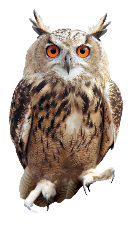 Tawny Owl Png - Tawny Owl · Owl02_Pr_Hpe6.png, Transparent background PNG HD thumbnail