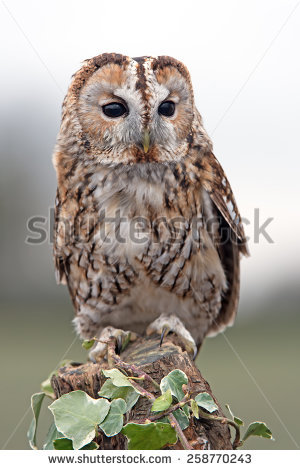 Tawny Owl Perched On Ivy Covered Stump/tawny Owl/tawny Owl (Strix Aluco - Tawny Owl, Transparent background PNG HD thumbnail