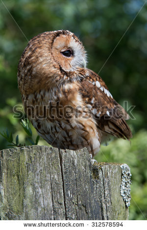 Tawny Owl Perched On Old Gatepost/tawny Owl/tawny Owl (Strix Aluco) - Tawny Owl, Transparent background PNG HD thumbnail