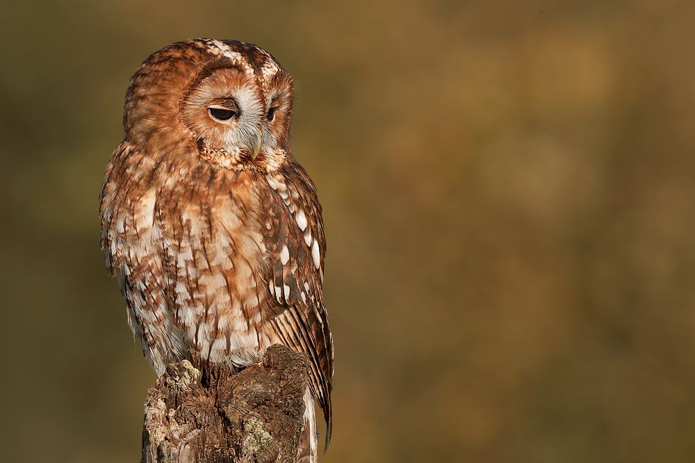 Tawny Owl Png For Site - Tawny Owl, Transparent background PNG HD thumbnail