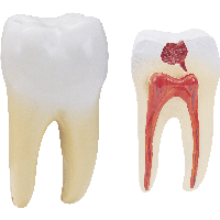 Similar Teeth Png Image - Teeth, Transparent background PNG HD thumbnail