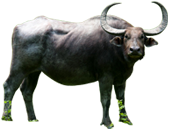 Thai Buffalo Png - Hotel Web Design U0026 Online Marketing By Web Connection, Transparent background PNG HD thumbnail
