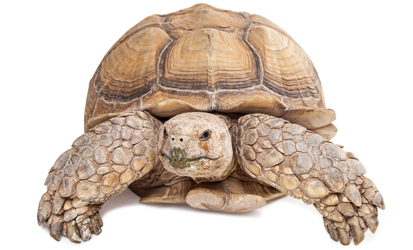 The African Spurred Tortoise, Or The Sulcata, Can Make For A Fantastic Pet, In A Colossal Way, But Pet Owners Need To Be Forewarned And Forearmed With All Hdpng.com  - Tortoise, Transparent background PNG HD thumbnail