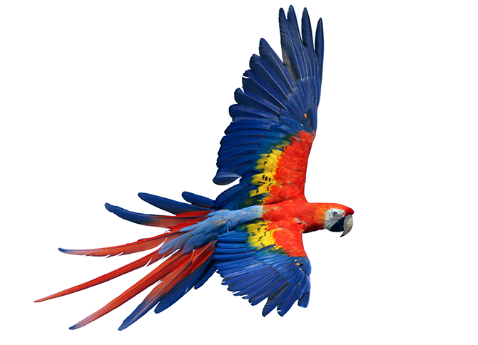 The Scarlet Macaw U2013 One Of The Largest Members Of This Group U2013 Is A Native Of Humid Tropical Forests. It Lives In The Dense Tree Canopy And Communicates Hdpng.com  - Macaw, Transparent background PNG HD thumbnail