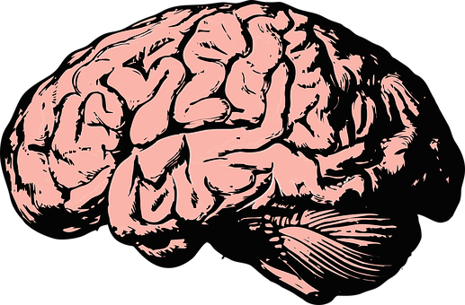 Brain, Think, Knowledge, Mind, Science - Thinking Brain, Transparent background PNG HD thumbnail