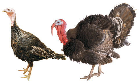 This Premium Broad Breasted Turkey Has Excellent Conformation, High Meat Quality, Natural Fat Layering, And Beautiful Feathering. - Turkey Bird, Transparent background PNG HD thumbnail