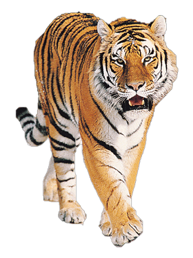 Front Face Tiger Png Photo - Tiger, Transparent background PNG HD thumbnail