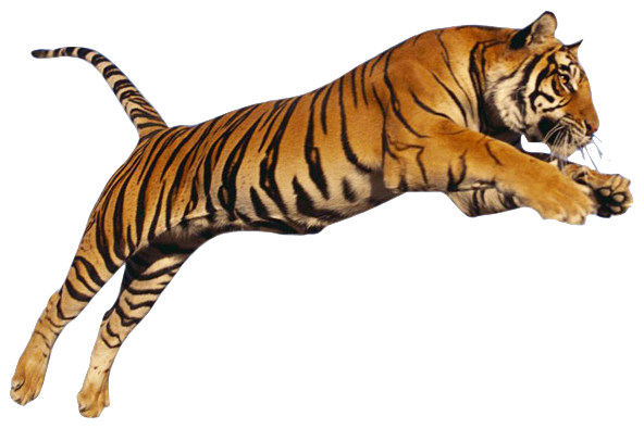 Login - Tiger, Transparent background PNG HD thumbnail