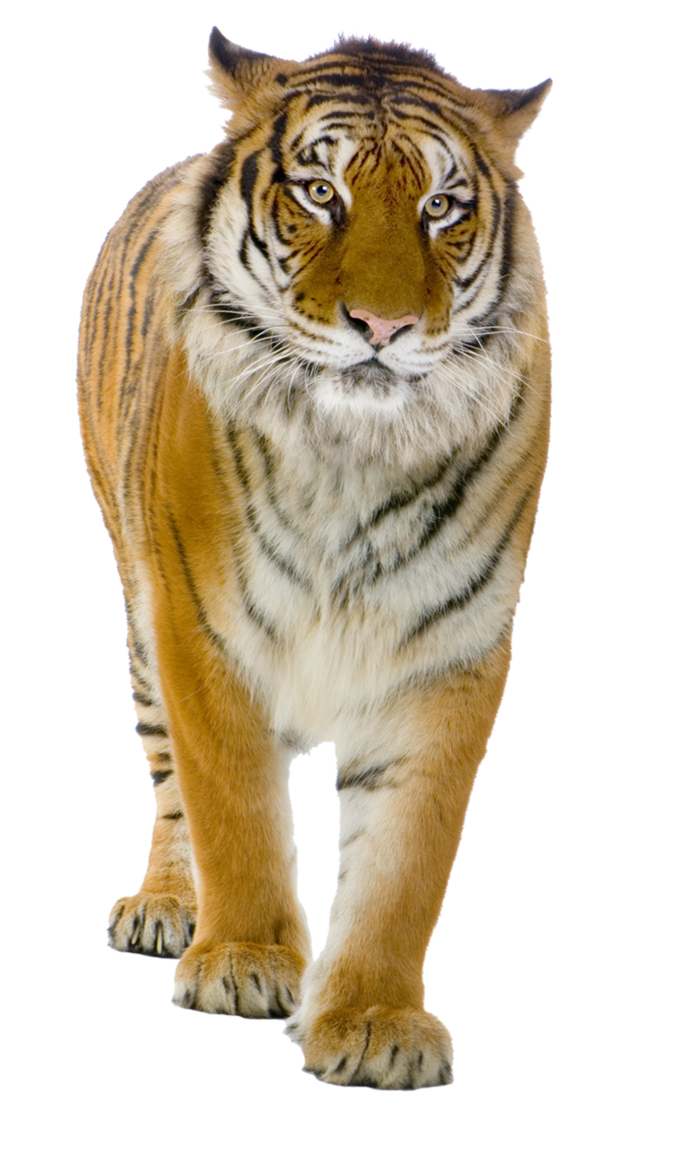 Tiger Png - Tiger, Transparent background PNG HD thumbnail