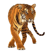 Tiger Png Image Download Tigers Png Image - Tiger, Transparent background PNG HD thumbnail