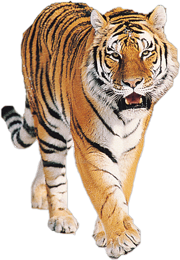 Download PNG image: Tiger PNG