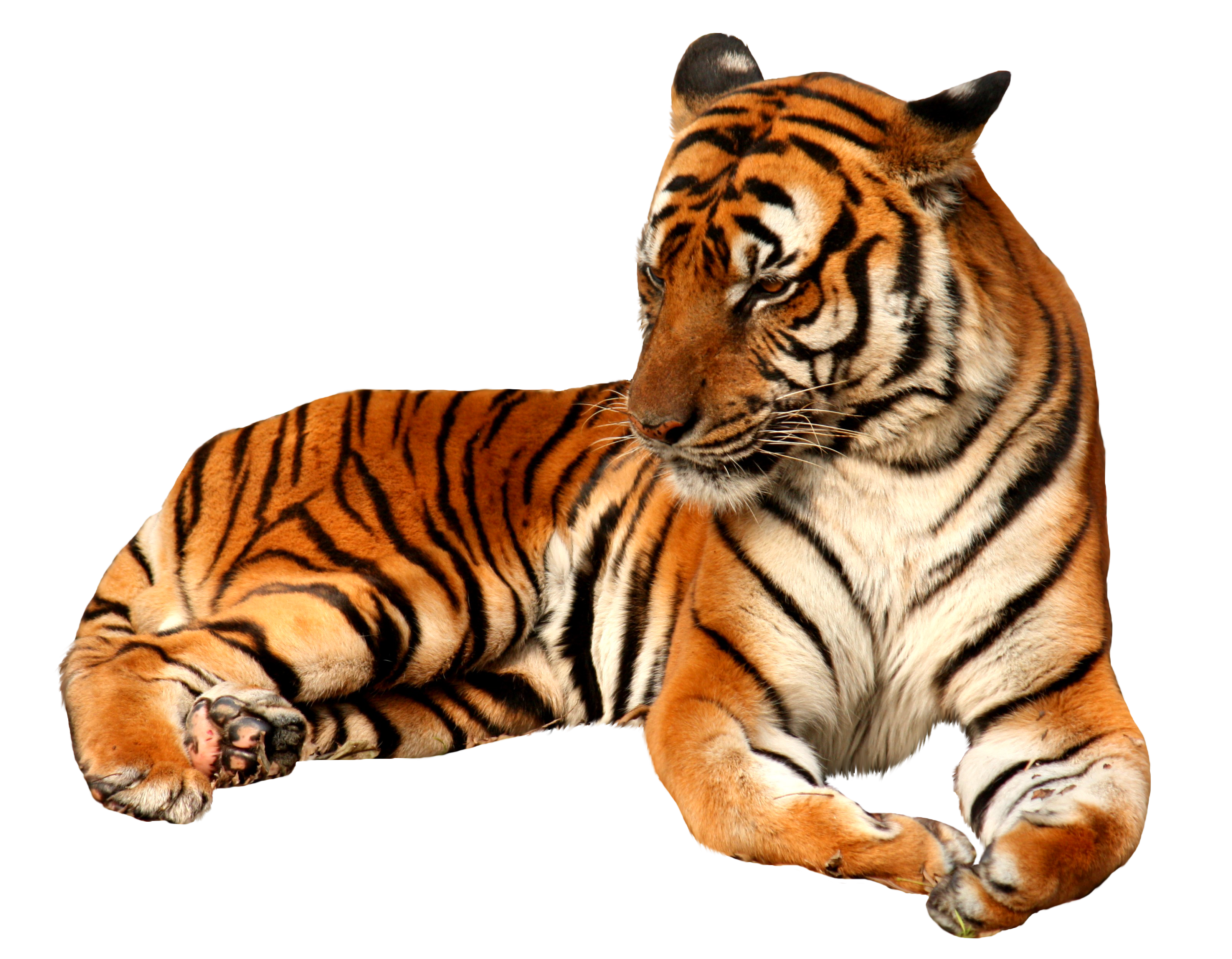 Tiger Png Pictures Image #39178 - Tiger, Transparent background PNG HD thumbnail