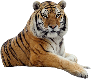 Tiger Free Png Image Png Image - Tigger, Transparent background PNG HD thumbnail