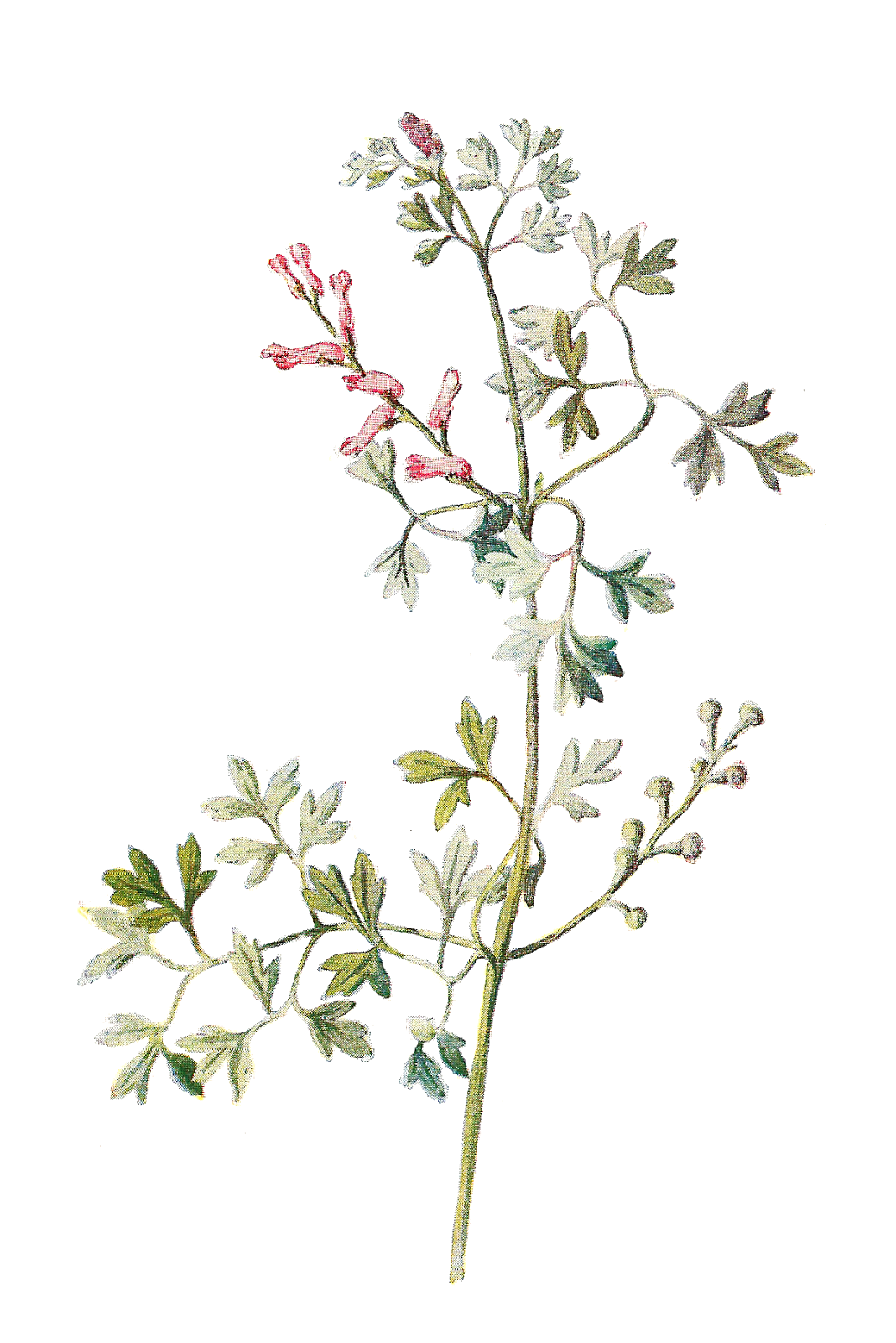 While Itu0027S Not The Most Appealing Name For A Flower, This Beautiful Illustration Shows That This Wildflower Is Incredibly Pretty. The Tiny Hdpng.com  - Tiny Flowers, Transparent background PNG HD thumbnail