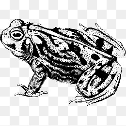 Black And White Vector Material Frog, Frog, Toad, Animal Png And Vector - Toad Black And White, Transparent background PNG HD thumbnail